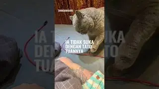 Kucing Yg Selalu Berantem Dgn Tuannya