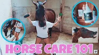 CARING FOR YOUR HORSE // feeding, grooming, & stalling vs. turnout