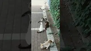 КОШКА И ЗАНАЧКА