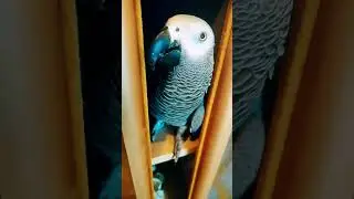 ✅ НАШЛА СЕБЕ НОВЫЙ ДОМ В ШКАФУ 🤣 ЖАКО ПЕТРУНЯ 🐦FUNNY PARROT ZHAKO PETRUNYA 🔥) #shorts #funny