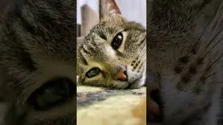Желание кота Миши