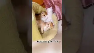 Baby kucing baru bangun#shorts #kucinglucu #kucing