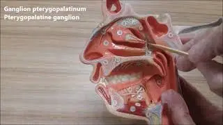 Nervus maxillaris anatomisi