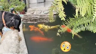 Koi fish feeding with rottweiler