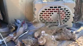 South Texas Dove Hunting at Thompson Hunting Lodge !! #wingshoot #southtexas #dovehunting