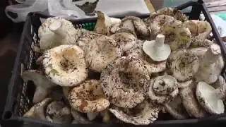 грузди в сентябре