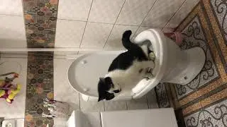 Приколы с котами! Наш кот, который приучен ходить на унитаз!! ))
