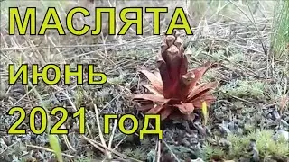 В лес по грибы . Маслята в июне 2021 год.