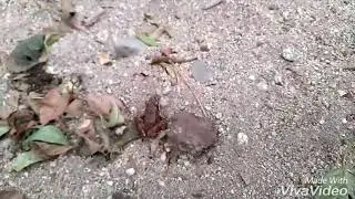 Temporada de ranas 1