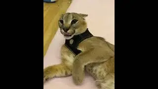 Angry Floppa