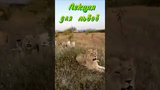 Продолжение.   Не зевать во время лекции! #тайган #львы #олегзубков #shortvideo