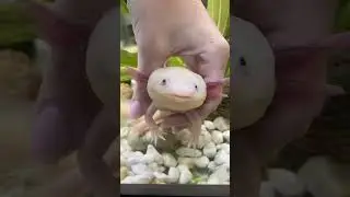 Как определить возраст аксолотля