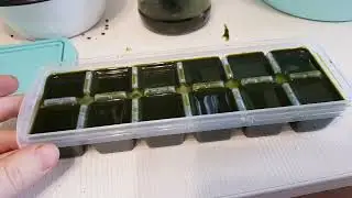 Сок Лопуха 100% от 100 болезней Заготовка с медом и Заморозка. Лечение кист почек