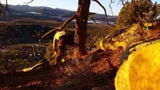 Large Cougar Released From Trap in Pine Valley Mountains