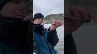 Жерех в ноябре на вибы! 