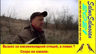 Ловля певчих птиц - Вышел за насекомоядной птицей, а ловил ? Скоро на канале.