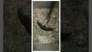 Immortal? Hammerhead worms (Bipalium)