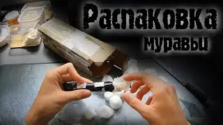 БЕСПЛАТНЫЕ МУРАВЬИ ОТ КАНАДЦА!