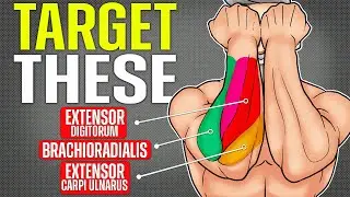 5 Best Exercises for Bigger Forearms (science-based)
