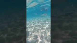 Snorkeling in Coral Bay, Western Australia