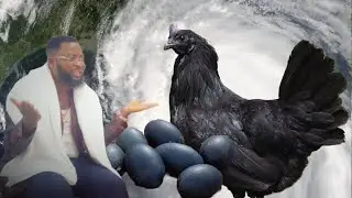 Cook One Egg From A Black Hen With Urine - Saam David Teaches Mystery Of Black Hen