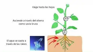 fotosíntesis - 1º ESO