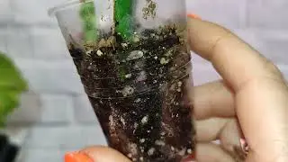 Cuttings of indoor begonias and leaves for sale