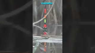 Рыбалка на Поплавок 19 #shorts Рыбак Подпишется!😍