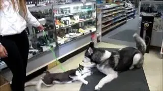 Mikey plays with Husky Puppy
