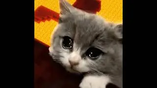 SadCat