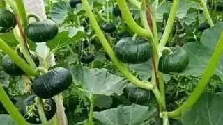 লেবাননে প্রবাসী বাংলাদেশি ভাইয়েরা সবজি চাষে করে বেশি সফল হয়েছে