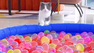 What Can't Cats Walk On? #9