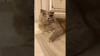 Котик Бантик🐈‍⬛🐱
