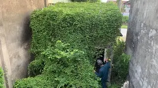 DISCOVER EXTREMELY RARE GINSENG WHILE CLEANING THE ABANDONED HOUSE