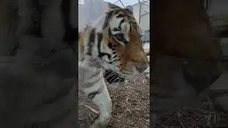 The closest you can safely get to a tiger.