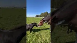 Про Пузыря, который от жадности чуть не лопнул 