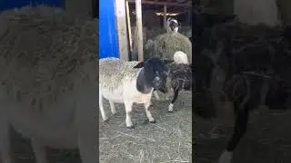 Сарай для овец.