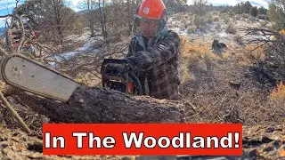 Best Part Time Job In The WORLD! Firewood trip in New Mexico