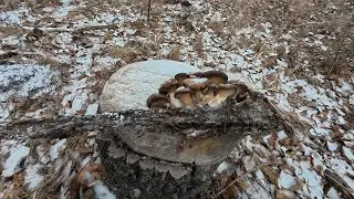 Зимний сбор грибов))