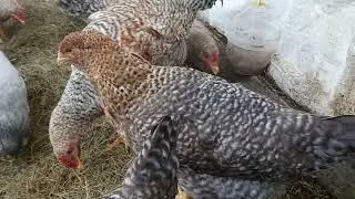 Зима 