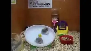 2 Hamsters