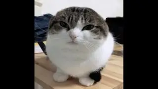 Channel announcement