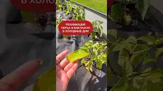 Как помочь растениям после заморозков. Простой способ. Сохрани, чтобы не потерять 
