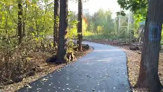 Утро в лесу, иду на работу, осень 2024