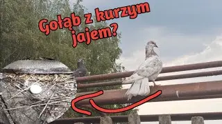 Gołębie zrobiły gniazdo ja kurzym jaju 🤨