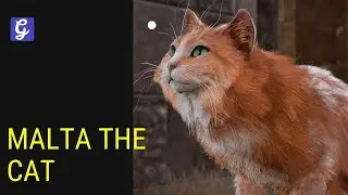 The Best Cat in Baldur's Gate 3 - Malta