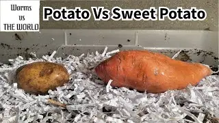 Which one will the worms eat first? | 45 day Time Lapse Fast playback