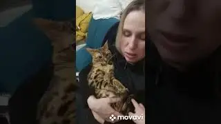 Дикая бенгальская кошка)