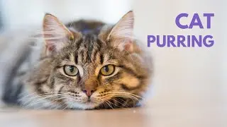CAT PURRING | 10 Hours | Soothing Sound, Relax, Study