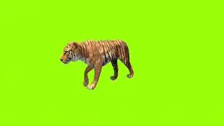 walking royal bengal tiger green screen।cartoon green screen।tiger green screen।ostad animation